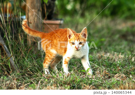 Orange cats in the lawn; they use the height of the grass to camouflage themselves and observe prey. Orange cats in the lawn; they use the height of the grass to camouflage themselves and observe prey. 140065344