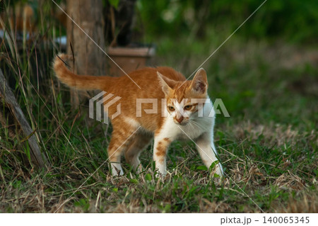 Orange cats in the lawn; they use the height of the grass to camouflage themselves and observe prey. Orange cats in the lawn; they use the height of the grass to camouflage themselves and observe prey. 140065345