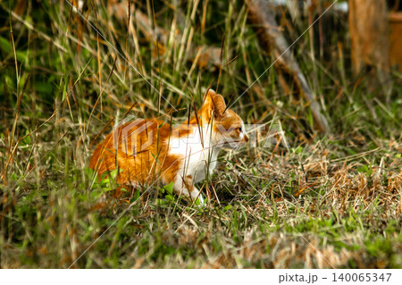Orange cats in the lawn; they use the height of the grass to camouflage themselves and observe prey. Orange cats in the lawn; they use the height of the grass to camouflage themselves and observe prey. 140065347