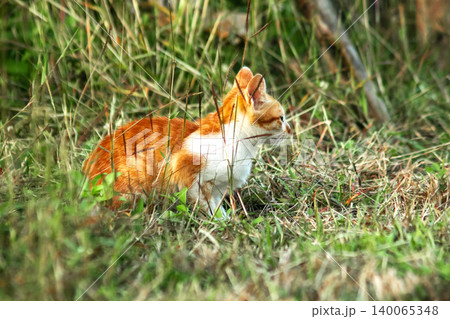 Orange cats in the lawn; they use the height of the grass to camouflage themselves and observe prey. Orange cats in the lawn; they use the height of the grass to camouflage themselves and observe prey. 140065348