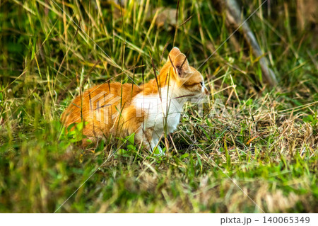Orange cats in the lawn; they use the height of the grass to camouflage themselves and observe prey. Orange cats in the lawn; they use the height of the grass to camouflage themselves and observe prey. 140065349