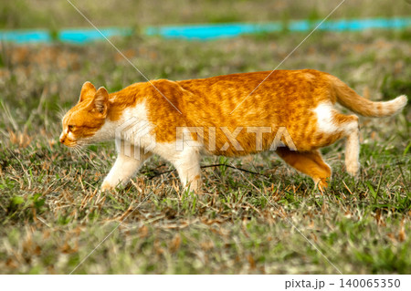 Orange cats in the lawn; they use the height of the grass to camouflage themselves and observe prey. Orange cats in the lawn; they use the height of the grass to camouflage themselves and observe prey. 140065350