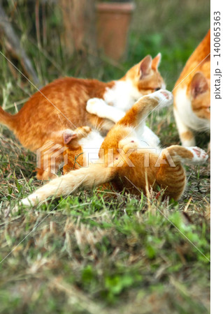 Orange cats in the lawn; they use the height of the grass to camouflage themselves and observe prey. Orange cats in the lawn; they use the height of the grass to camouflage themselves and observe prey. 140065363