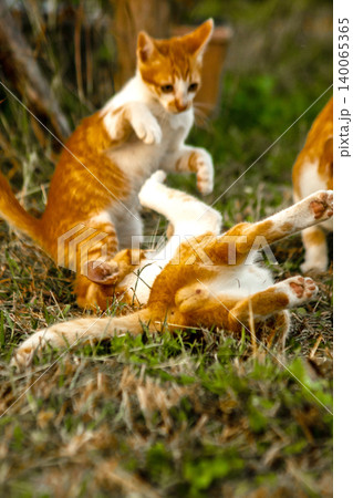 Orange cats in the lawn; they use the height of the grass to camouflage themselves and observe prey. Orange cats in the lawn; they use the height of the grass to camouflage themselves and observe prey. 140065365