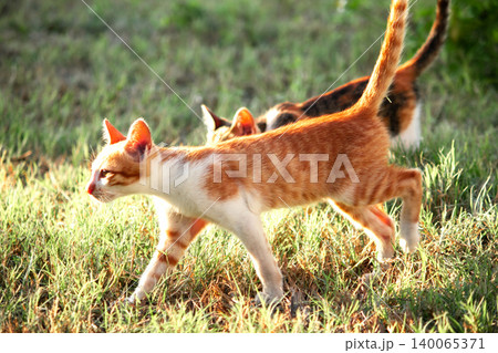 Orange cats in the lawn; they use the height of the grass to camouflage themselves and observe prey. Orange cats in the lawn; they use the height of the grass to camouflage themselves and observe prey. 140065371
