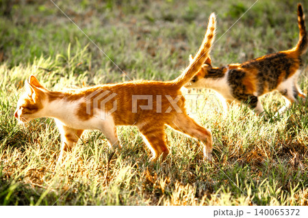 Orange cats in the lawn; they use the height of the grass to camouflage themselves and observe prey. Orange cats in the lawn; they use the height of the grass to camouflage themselves and observe prey. 140065372