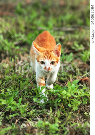 Orange cats are in the grass Orange cats are in the grass 140065394