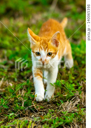 Orange cats are in the grass Orange cats are in the grass 140065398