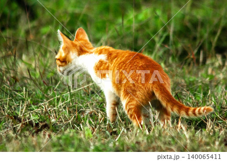 Orange cats are in the grass Orange cats are in the grass 140065411