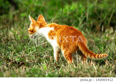 Orange cats are in the grass 140065412
