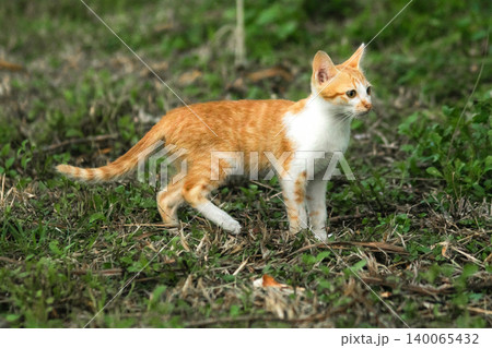 Orange cats are in the grass 140065432