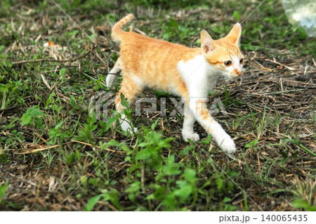 Orange cats are in the grass 140065435