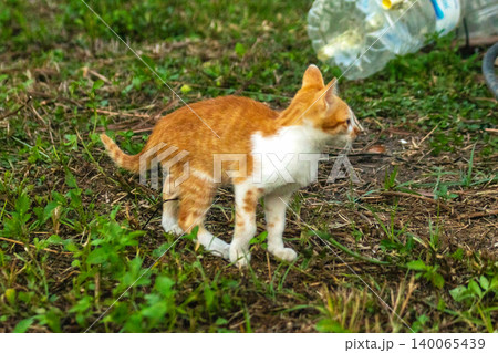 Orange cats are in the grass Orange cats are in the grass 140065439