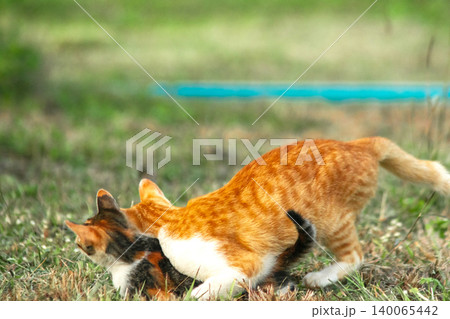 Orange cats are in the grass Orange cats are in the grass 140065442