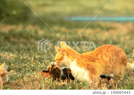 Orange cats are in the grass Orange cats are in the grass 140065443