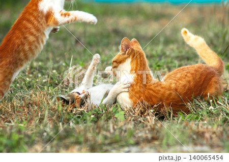 Orange cats are in the grass 140065454