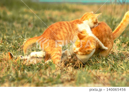 Orange cats are in the grass Orange cats are in the grass 140065456