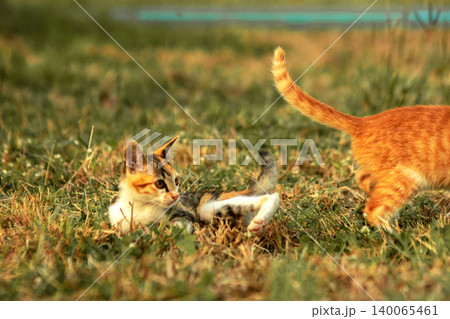 Orange cats are in the grass 140065461