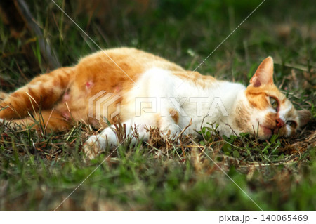 Orange cats are in the grass Orange cats are in the grass 140065469