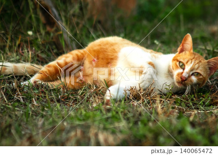 Orange cats are in the grass Orange cats are in the grass 140065472