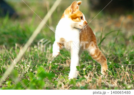 Orange cats are in the grass Orange cats are in the grass 140065480