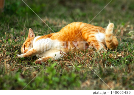 Orange cats are in the grass Orange cats are in the grass 140065489