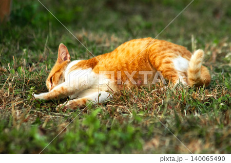 Orange cats are in the grass 140065490