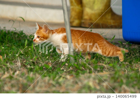 Orange cats are in the grass 140065499