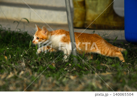 Orange cats in the lawn; they use the height of the grass to camouflage themselves and observe prey. Orange cats in the lawn; they use the height of the grass to camouflage themselves and observe prey. 140065504