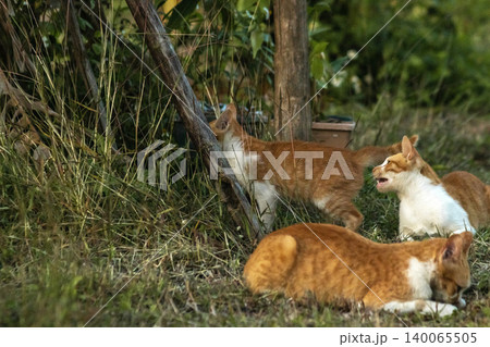 Orange cats in the lawn; they use the height of the grass to camouflage themselves and observe prey. 140065505
