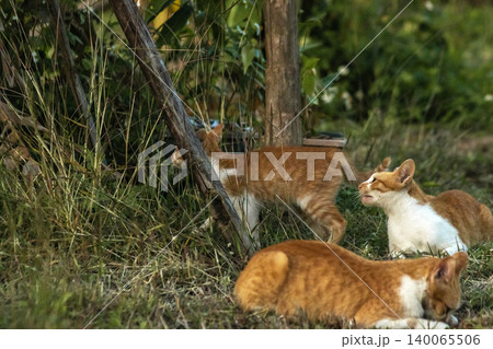 Orange cats in the lawn; they use the height of the grass to camouflage themselves and observe prey. 140065506