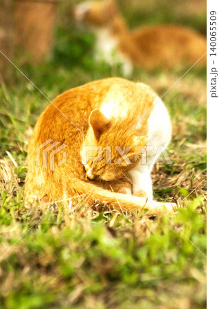 Orange cats in the lawn; they use the height of the grass to camouflage themselves and observe prey. 140065509