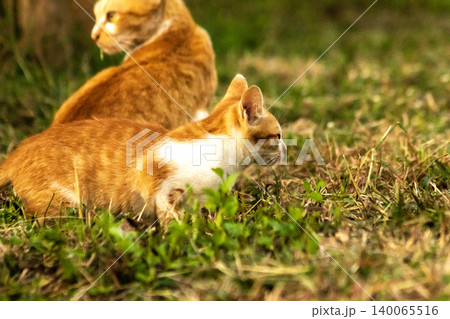 Orange cats in the lawn; they use the height of the grass to camouflage themselves and observe prey. 140065516