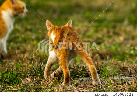 Orange cats in the lawn; they use the height of the grass to camouflage themselves and observe prey. 140065522