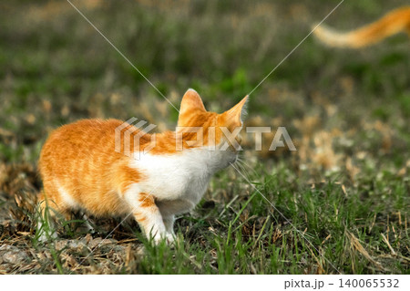 Orange cats in the lawn; they use the height of the grass to camouflage themselves and observe prey. Orange cats in the lawn; they use the height of the grass to camouflage themselves and observe prey. 140065532