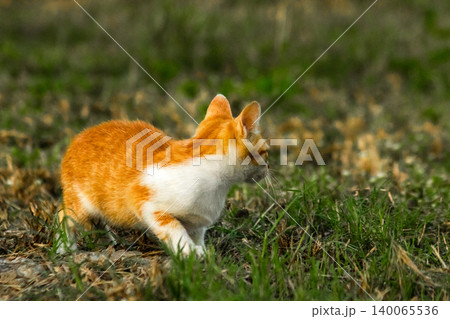 Orange cats in the lawn; they use the height of the grass to camouflage themselves and observe prey. Orange cats in the lawn; they use the height of the grass to camouflage themselves and observe prey. 140065536