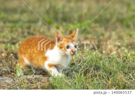 Orange cats in the lawn; they use the height of the grass to camouflage themselves and observe prey. Orange cats in the lawn; they use the height of the grass to camouflage themselves and observe prey. 140065537