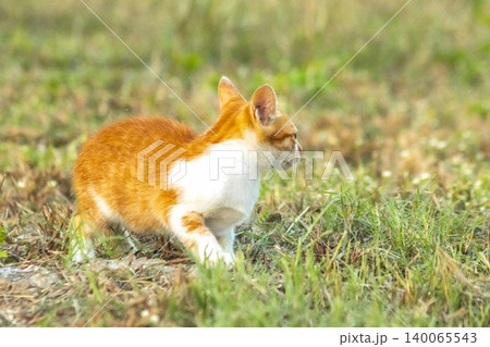 Orange cats in the lawn; they use the height of the grass to camouflage themselves and observe prey. Orange cats in the lawn; they use the height of the grass to camouflage themselves and observe prey. 140065543
