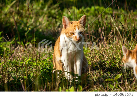 Orange cats in the lawn; they use the height of the grass to camouflage themselves and observe prey. Orange cats in the lawn; they use the height of the grass to camouflage themselves and observe prey. 140065573