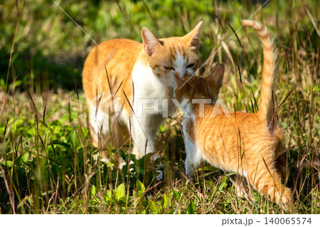 Orange cats in the lawn; they use the height of the grass to camouflage themselves and observe prey. Orange cats in the lawn; they use the height of the grass to camouflage themselves and observe prey. 140065574