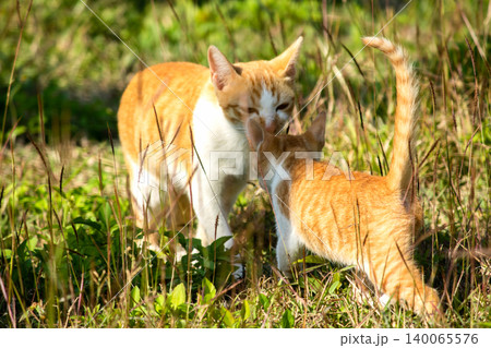 Orange cats in the lawn; they use the height of the grass to camouflage themselves and observe prey. Orange cats in the lawn; they use the height of the grass to camouflage themselves and observe prey. 140065576