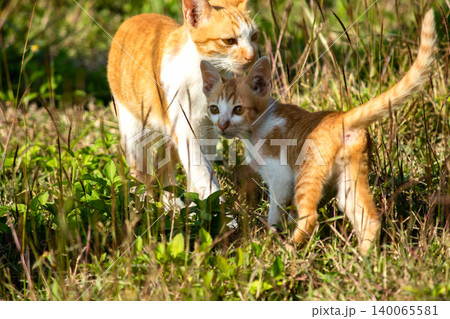 Orange cats in the lawn; they use the height of the grass to camouflage themselves and observe prey. Orange cats in the lawn; they use the height of the grass to camouflage themselves and observe prey. 140065581