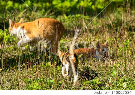 Orange cats in the lawn; they use the height of the grass to camouflage themselves and observe prey. Orange cats in the lawn; they use the height of the grass to camouflage themselves and observe prey. 140065584