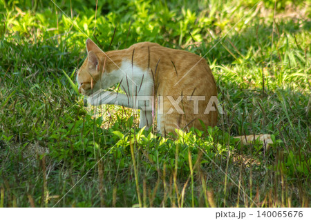 Orange cats are in the grass. Orange cats are in the grass. 140065676