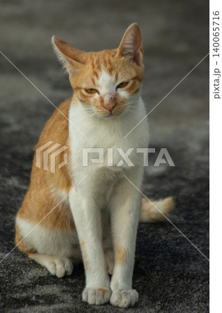 An orange cat gazing calmly indicates alertness and observation. An orange cat gazing calmly indicates alertness and observation. 140065716