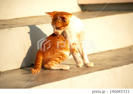 An orange cat gazing calmly indicates alertness and observation. An orange cat gazing calmly indicates alertness and observation. 140065721
