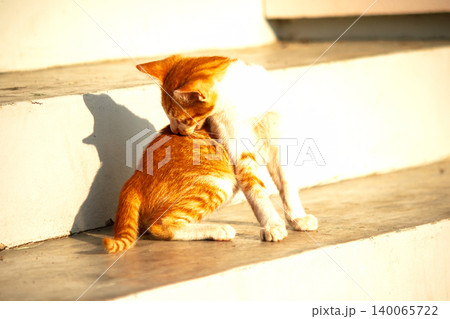 An orange cat gazing calmly indicates alertness and observation. An orange cat gazing calmly indicates alertness and observation. 140065722