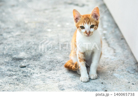 An orange cat is sitting and gazing calmly. An orange cat is sitting and gazing calmly. 140065738