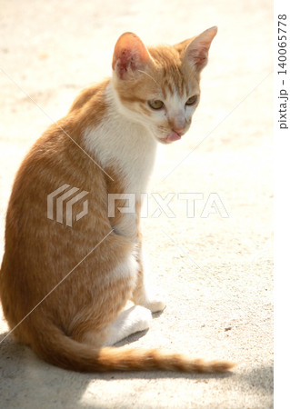 An orange cat is sitting and gazing calmly. An orange cat is sitting and gazing calmly. 140065778