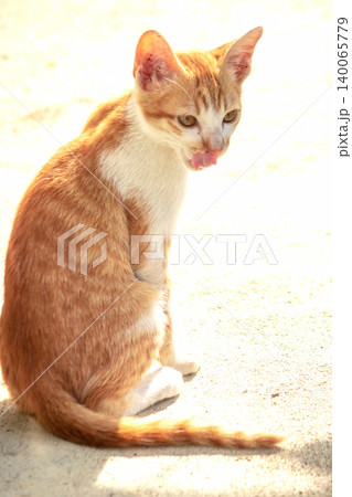 An orange cat is sitting and gazing calmly. An orange cat is sitting and gazing calmly. 140065779